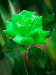 Flowers Green Rose GIF - Flowers Green Rose - Discover & Share GIFs
