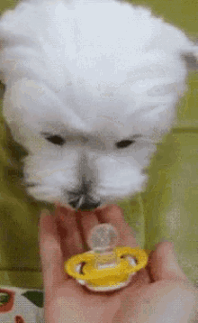 tenor.gif