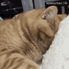 tenor.gif