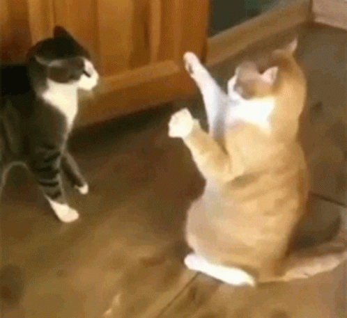 cat battle