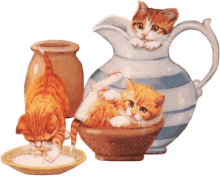 the cat in the kettle