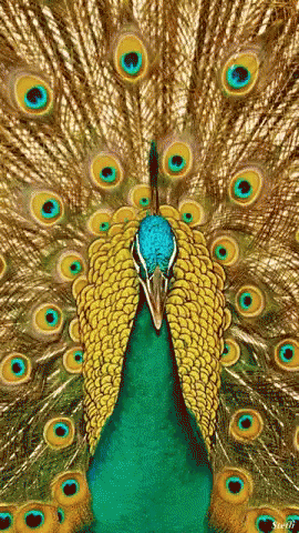 The popular Peacock GIFs everyone's sharing