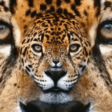 Jaguar GIFs | Tenor