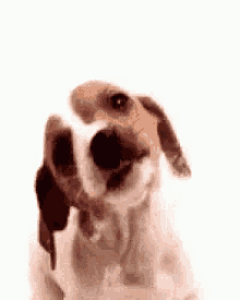 Puppy Love GIF , Puppy Love GIFs
