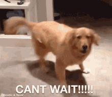 gif of a large golden dog spinning in circles with the caption 'CANT WAIT!!!!!'
