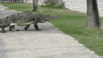 Later Gator See You Later Alligator Gif Latergator Seeyoulateralligator Inawhilecrocodile Discover Share Gifs