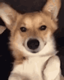 Featured image of post Wide Eye Dog Gif Use them to create your own cards