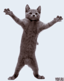 Dancing Kitten GIFs | Tenor