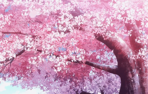 Cherry Blossoms Cherry Blossom Gif Wifflegif Imagesee