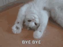 Bye Cat GIFs | Tenor