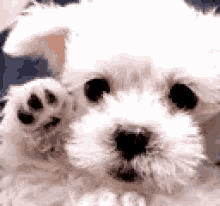 Puppy GIFs | Tenor