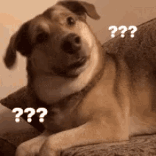 Dog Confused GIF - Dog Confused What - Discover & Share GIFs