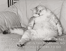 Fat Cat Running GIFs | Tenor