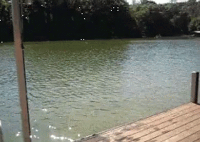 untitled.gif