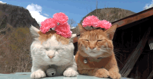 Image result for cat flowers gif