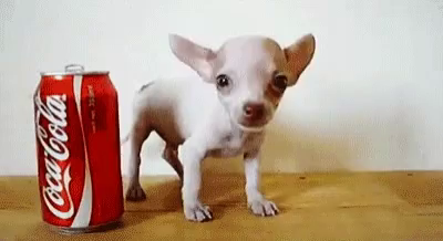 Coca Cola Chihuahua GIF - Coca Cola Chihuahua Dog - Discover & Share GIFs