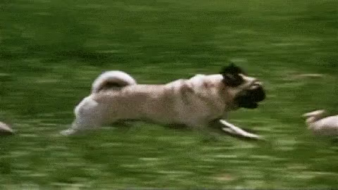 can pugs run