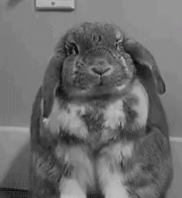 rabbit test