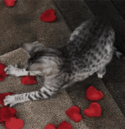 Image result for cat hearts gif