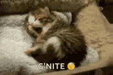 Featured image of post Tired Kitten Gif The largest collection of animated cat gifs on the internet