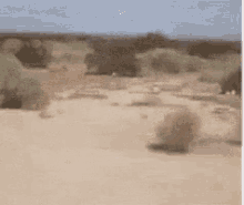 the south landscape tumbleweed gif