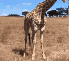 Download Baby Giraffe Gifs Tenor