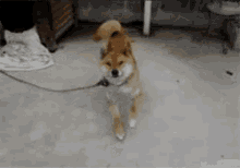 dog doing happy dance