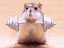 Image result for super hamster gif