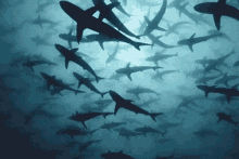 Sharks Swimming GIF - Sharks Swimming SharkWeek GIFs