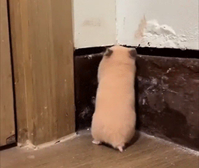 scared hamster