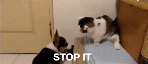 stop cat