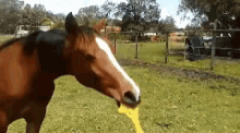 tenor.gif