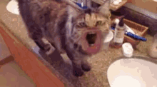dj kitty jump