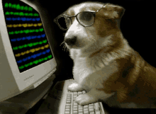 Hacker Pupper Dog GIF - HackerPupper Hacker Pupper - Discover &amp; Share GIFs