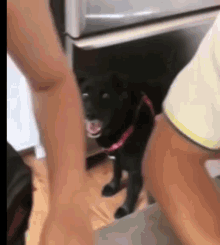 Excited Dogs GIF - Excited Dogs FunnyAnimals GIFs