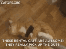 Dust Cleaning Gifs Tenor