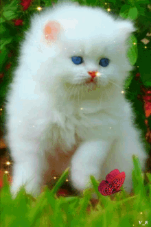 White Cat Gifs Tenor