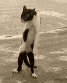 Image result for cat standing gif