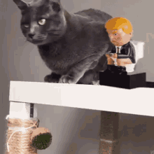 Trump Cat GIFs | Tenor