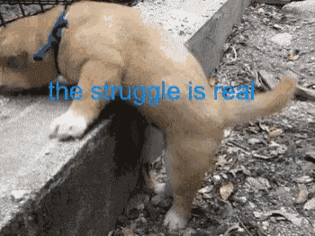 tenor.gif