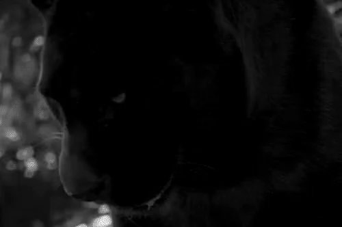 Black Panther Roar GIF - Black Panther Roar Wild Life - Discover & Share  GIFs