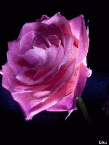 tenor.gif