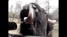 Big Buffalo Up Close And Personal GIF - Wildlife Buffalo TongueOut GIFs