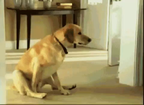 Dog Scoot Gifs Tenor