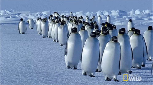 Penguins migrating...