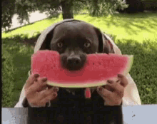 Image result for dog eating watermelon .gif