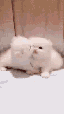 tenor.gif