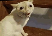 Cat Gifs Tenor See more ideas about cat gif, crazy cats, funny animals. cat gifs tenor