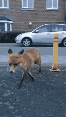Image result for I want gif with little fox.