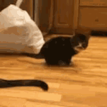 Kitten Fail GIF - Kitten Fail NiceTry - Discover &amp; Share GIFs
